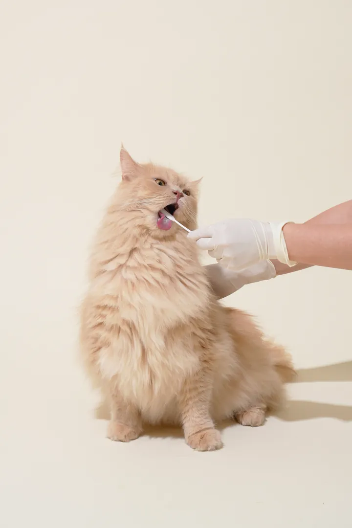 고양이 타액 채취